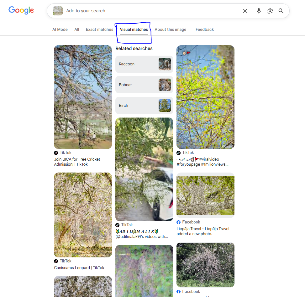 Similar Image Search